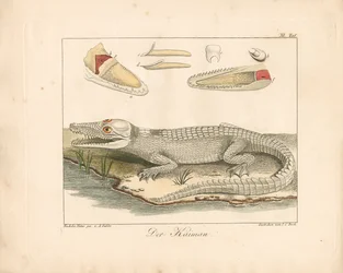Le caïman (gravure coloriée à la main)