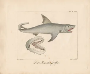 Le requin mangeur d