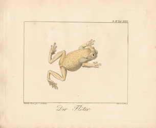 Le joueur de flûte (lithographie coloriée à la main)