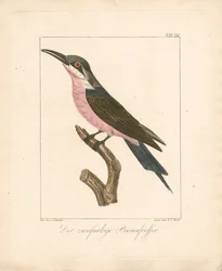 Le guêpier bicolore (lithographie coloriée à la main)