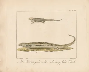Gecko turc et scinque ocellée (gravure sur cuivre coloriée à la main)