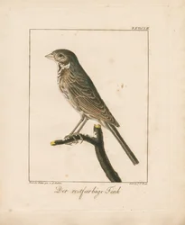 Marteau jaune (gravure sur cuivre coloriée à la main)