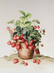 Fraises en pot, 1998
