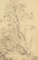 Arbres à Bromley