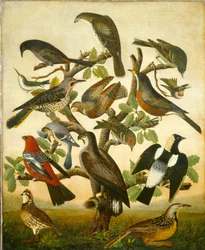 Oiseaux