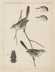 Oiseaux - U.S.P.R.R. Exp. & Surveys, 35e parallèle