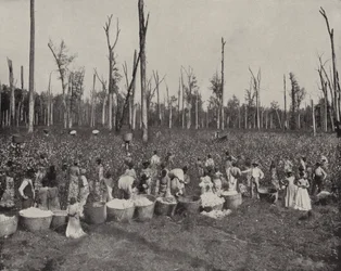 Cueillette du coton au Mississippi