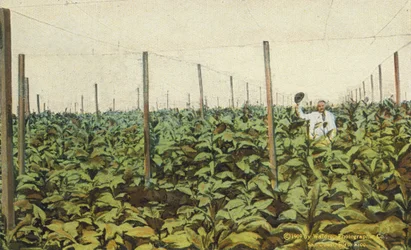 Porto Rico / Puerto Rico : Culture du tabac sous bâche à Porto Rico (photo couleur)