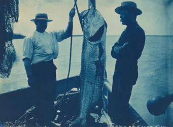 "Tarpon ou roi d