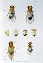 Abeilles - dans "Contributions à la génétique de Drosophila melanogaster", Thomas H. Morgan