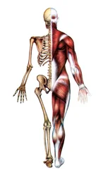 Impression anatomique du squelette humain et des muscles
