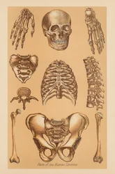 Étude anatomique du squelette humain