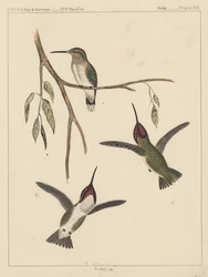 Oiseaux, Planche XIX, 1855