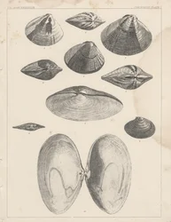 Conchologie Planche I