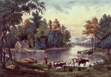 Vaches sur le rivage d