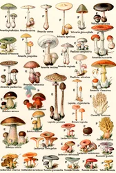 Champignons comestibles et vénéneux