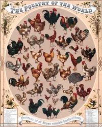 Affiche de la volaille du monde