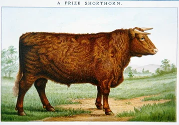 Taureau Shorthorn primé