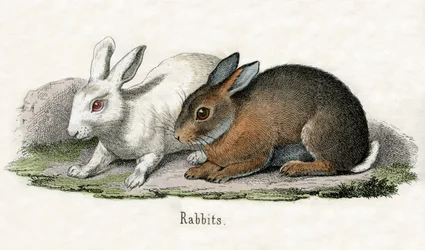Lapins, de L