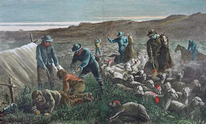 Massacre de moutons pendant la guerre des pâturages de Pleasant Valley, Arizona