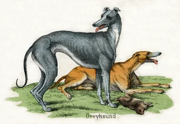 Deux lévriers, de L