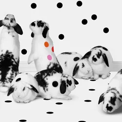 Bunnies 02, 2018 (photography)