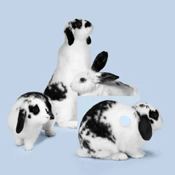 Lapins 03, 2018 (photographie)