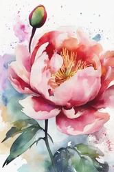 Fleur de pivoine rose à l