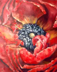 Coquelicot rouge vif