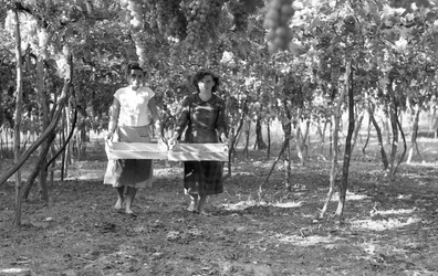 RAISINS AMERS - LES VENDANGEURS
