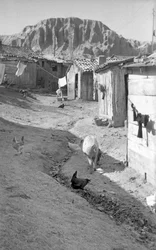 CROTONE - ANIMAUX PARMI LES SHALLS,