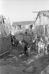 CROTONE - LES CHÈVRES PARMI LES SHALLS