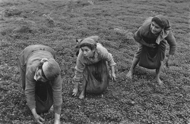 EMPLOI FÉMININ : COLLECTE DES OLIVES EN CALABRE
