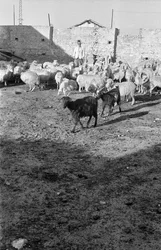 LA TRANSHUMANCE À CROTONE