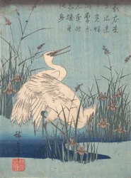 Aigrette dans les iris et les herbes