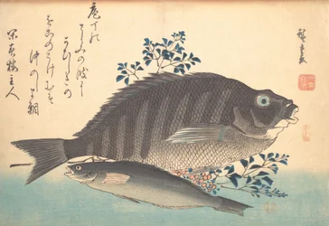 Shimadai et poisson Ainame, de la série Uozukushi Chaque variété de poisson