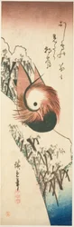 Un canard mandarin sur un banc enneigé