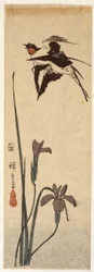 Hirondelles Et Iris