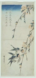 Hirondelles et fleurs de pêcher au clair de lune