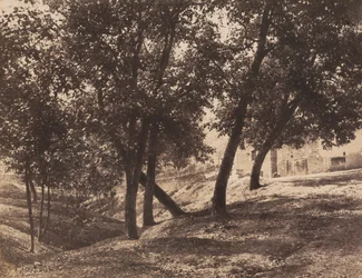 Arbres, vers 1855