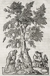 Arbre à pain