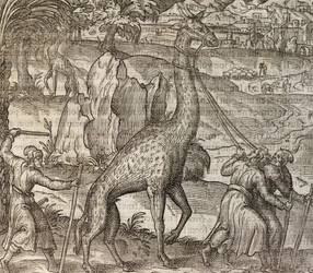 Girafe, gravure de Cosmographie Universelle