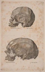 Deux crânes