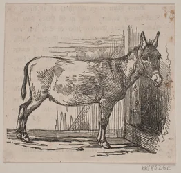 Âne