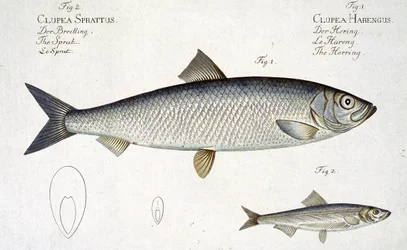 Hareng (Clupea Harengus) et Sprat (Clupea Sprattus) planche XXIX de 
