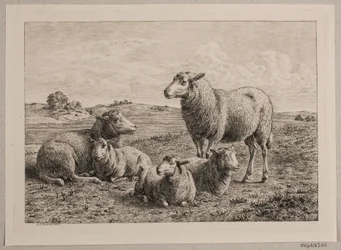 Danish : Moutons et agneaux dans le champ
