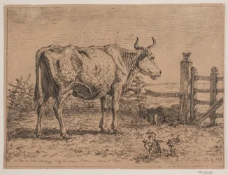 Une vache debout