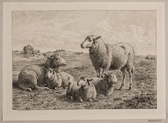 Moutons et agneaux dans le champ