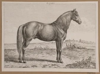Rolf. Un cheval dans un champ