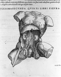 Andrea Vesalio (1514 - 1564), médecin de Charles V. "Humani corporis fabrica libri septem", Bâle 1543